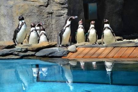 BREWE Leasing sp. Z O.O.  troszczy się o pingwiny w ZOO